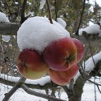 11-09 3 apples w:snow  copy